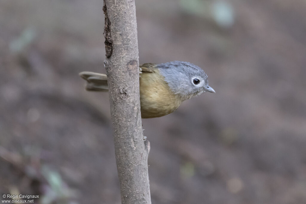 Yunnan Fulvettaadult