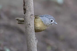 Yunnan Fulvetta