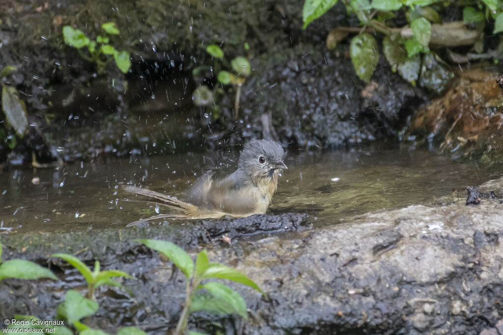 Yunnan Fulvettaadult, Behaviour