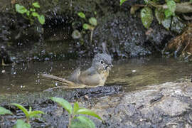 Yunnan Fulvetta