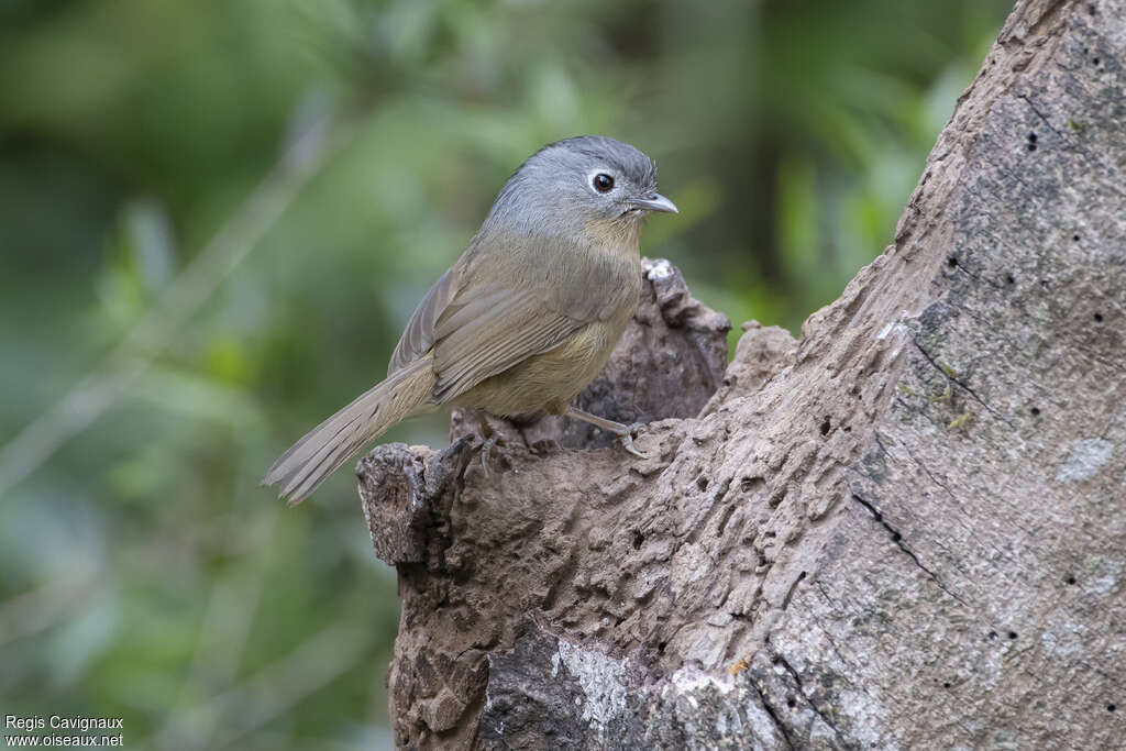 Yunnan Fulvettaadult