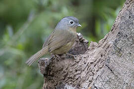 Yunnan Fulvetta