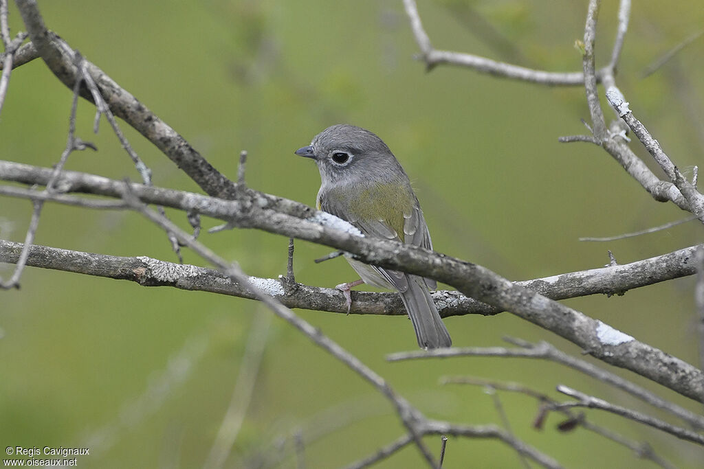 Green Shrike-babbleradult