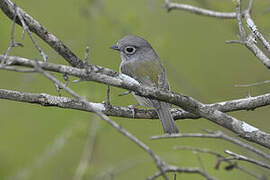 Green Shrike-babbler