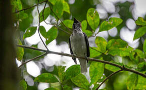 Bearded Bellbird