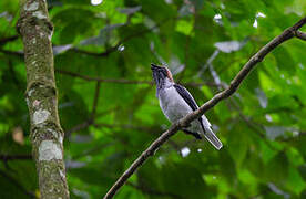 Bearded Bellbird