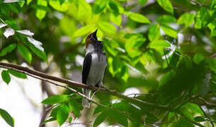 Bearded Bellbird