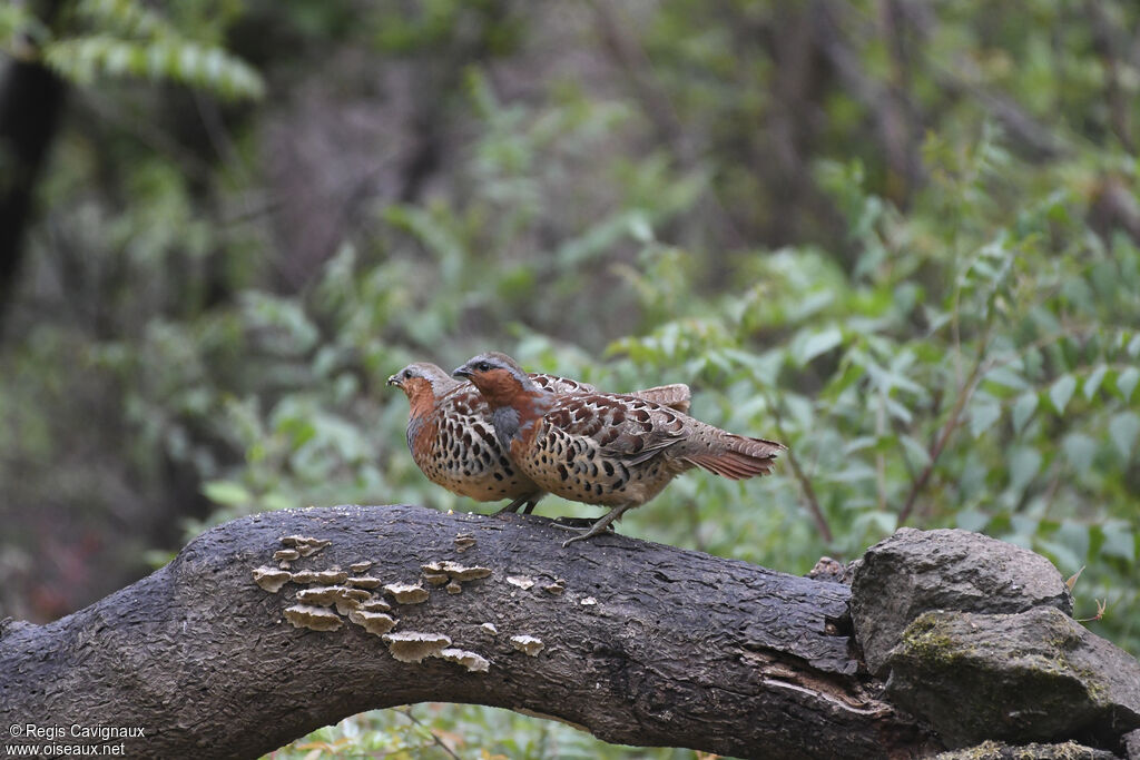 Chinese Bamboo Partridgeadult breeding