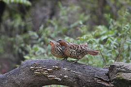 Chinese Bamboo Partridge