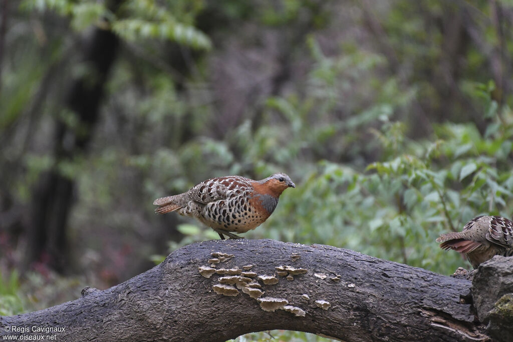 Chinese Bamboo Partridge female