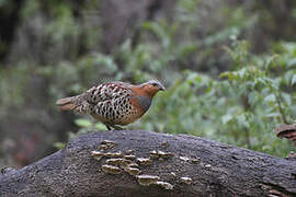 Chinese Bamboo Partridge