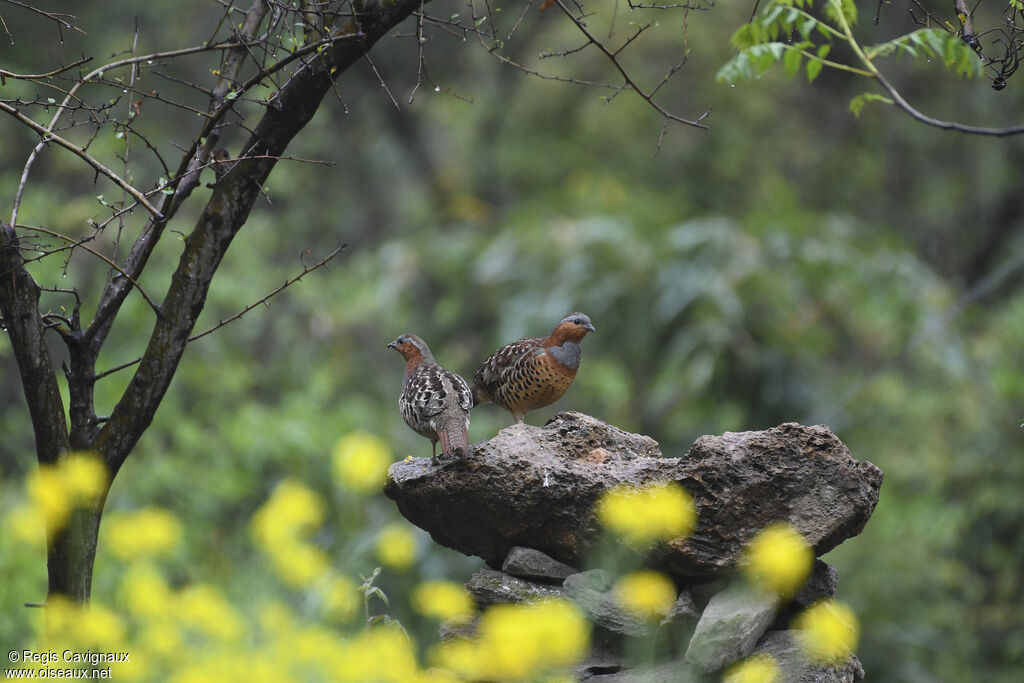 Chinese Bamboo Partridgeadult breeding