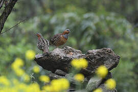 Chinese Bamboo Partridge