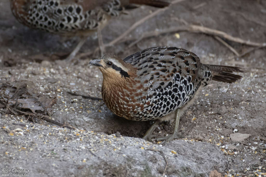 Mountain Bamboo Partridgeadult