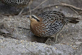 Mountain Bamboo Partridge