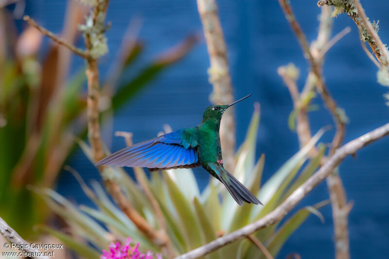 Colibri à ailes saphir mâle adulte nuptial