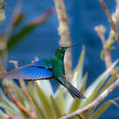 Colibri à ailes saphir