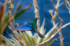 Colibri à ailes saphir