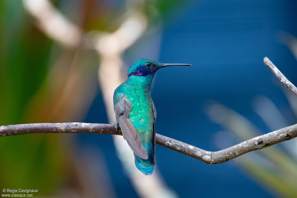 Sparkling Violetear male adult breeding