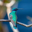 Colibri anaïs