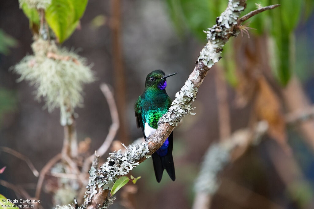 Glowing Puffleg male adult breeding