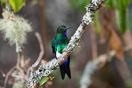 Glowing Puffleg