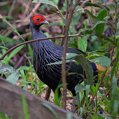 Faisan à queue rousse