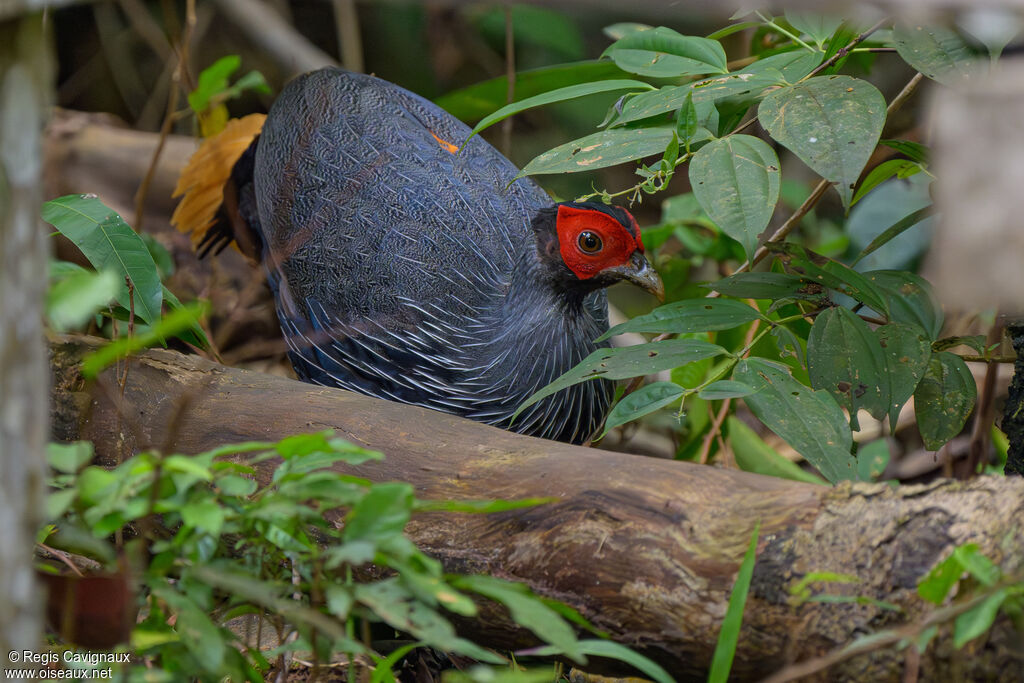 Faisan à queue rousse
