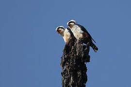 Pied Falconet