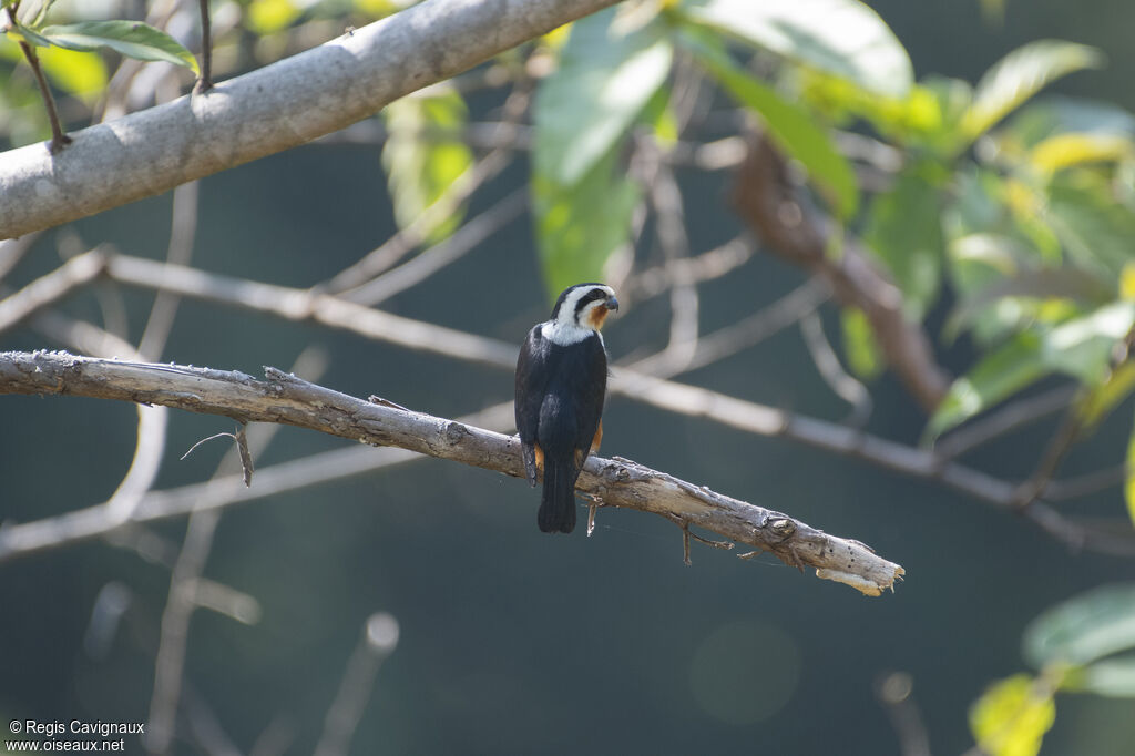 Pied Falconetadult breeding