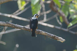 Pied Falconet