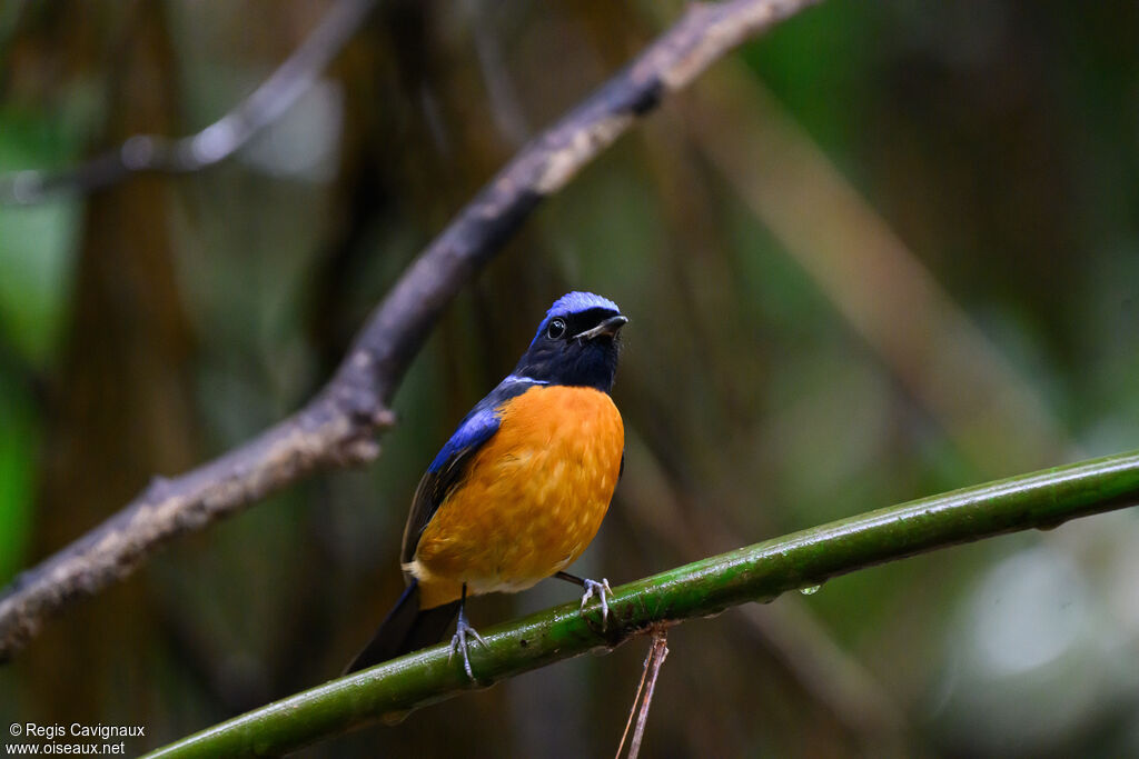 Fujian Niltava male adult, close-up portrait