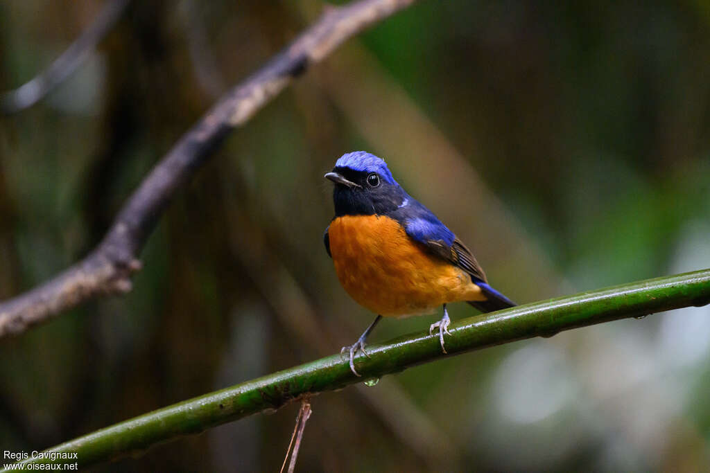 Fujian Niltava male adult, close-up portrait