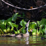 Sungrebe