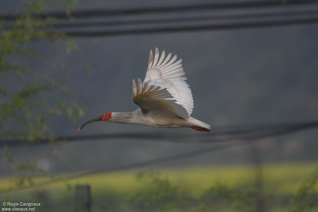 Crested Ibisadult breeding