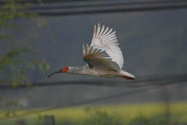 Crested Ibis