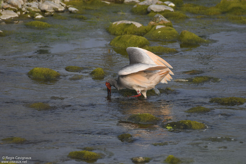 Ibis nipponadulte nuptial, pêche/chasse