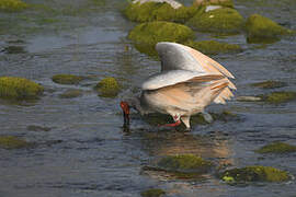 Crested Ibis