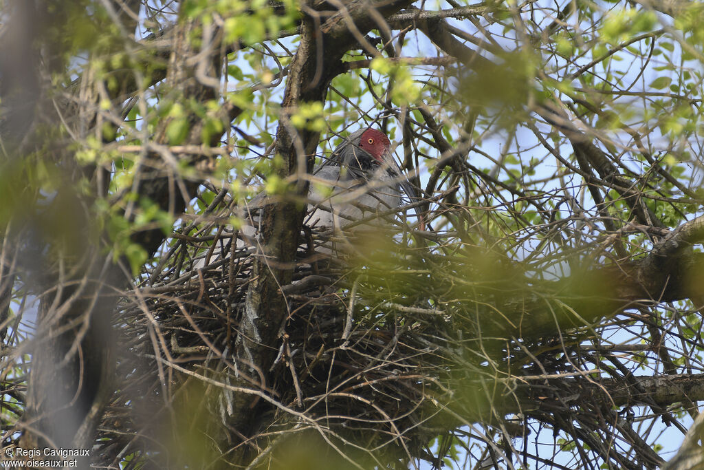 Crested Ibisadult breeding, Reproduction-nesting