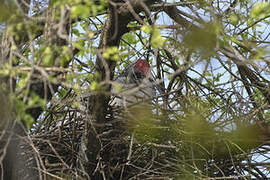 Crested Ibis