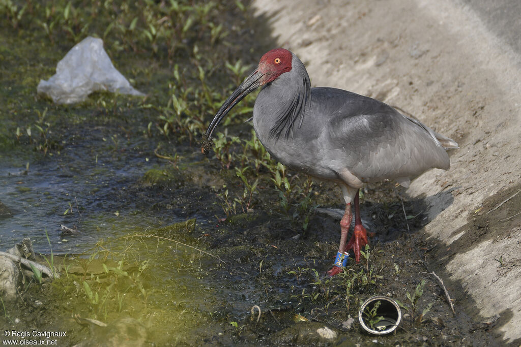 Ibis nipponadulte nuptial