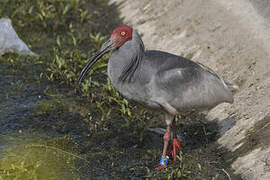 Crested Ibis