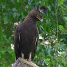 Aigle huppard
