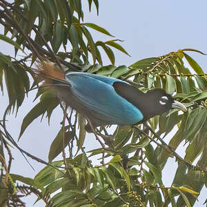 Paradisier bleu