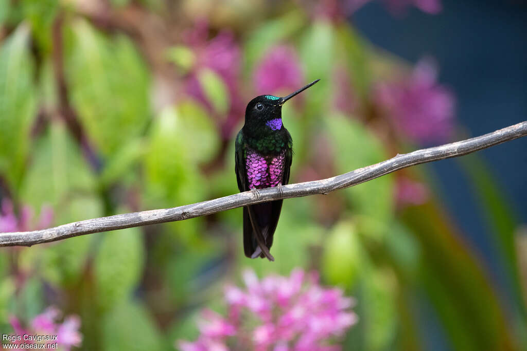Blue-throated Starfrontlet male adult breeding, identification