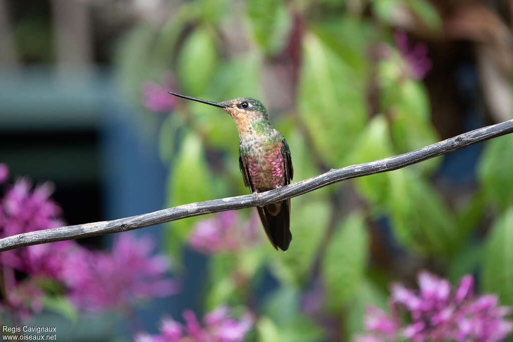 Blue-throated Starfrontlet female adult breeding, identification