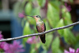 Blue-throated Starfrontlet