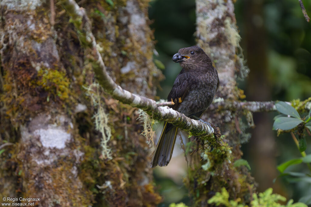 Jardinier d'Archbold femelle adulte nuptial, identification, mange