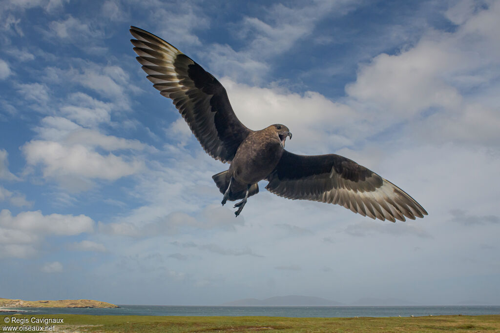 Brown Skua