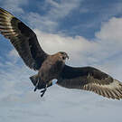 Labbe antarctique